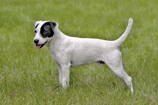 The typical portrait of Parson Russell Terrier in the spring garden