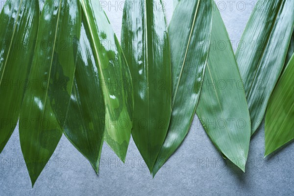 Bamboo wet leaves in a row on gray background