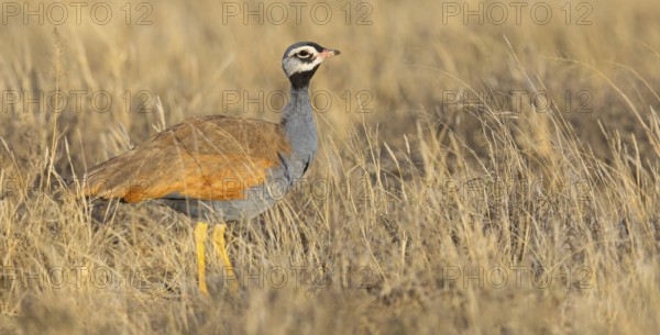 Blue bustard, (Eupodotis caerulescen), Blue Bustard, Blue Korhaan, Outarde plombée, Sisón azulado
