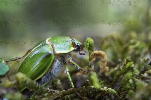 Green cockchafer on moss