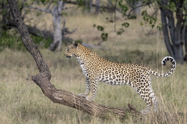 Leopard (Panthera pardus) female, standing on tree trunk, Moremi Game Reserve, Okavango Delta, Maun, Botswana, Africa