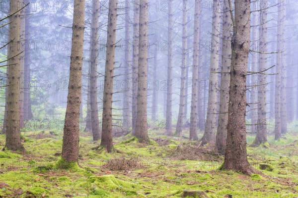 Misty conifers forest with green moss on the forest floor