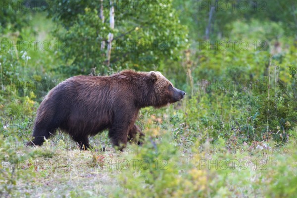 Kamchatka brown bear Ursus arctos piscator in natural habitat, walks in summer forest. Kamchatka Peninsula, best travel destinations for watching wild predators in wild life, active vacation