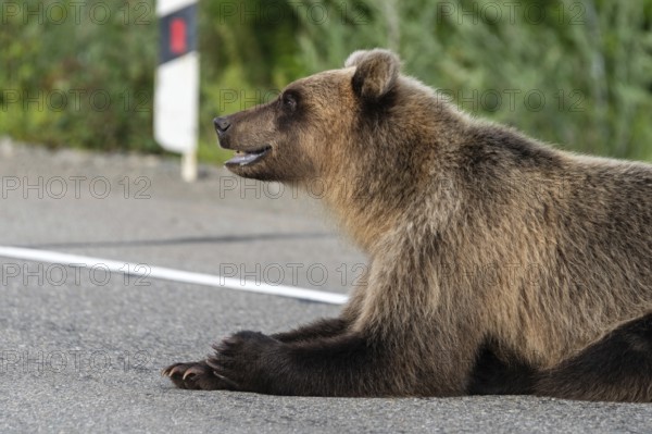 Hungry Kamchatka brown bear (Eastern brown bear) lies on roadside of asphalt road, heavily breathing, sniffing and looking around. Eurasia, Russian Far East, Kamchatka Region