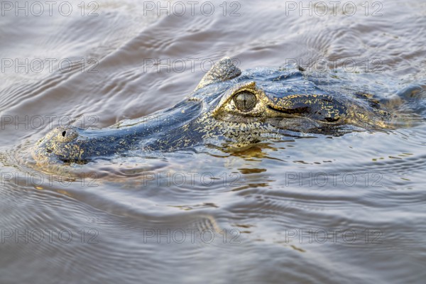 Spectacled caiman (Caiman crocodilus yacara), Crocodile (Alligatoridae), crocodile (Crocodylia), animal portrait, Pantanal, inland, wetland, UNESCO Biosphere Reserve, World Heritage Site, wetland, Mato Grosso, Brazil, South America