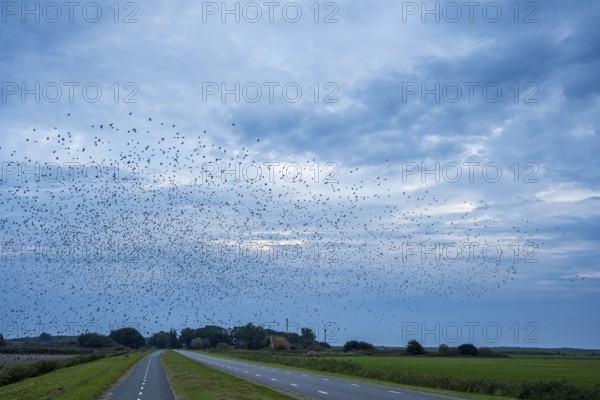 Large flock of birds over a road and fields under a cloudy sky in a blue landscape, Starling flight at dusk on Texel, Starling, Sturnidae