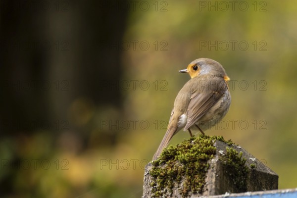 Beautiful European robin sitting on a pole in a park in autumn