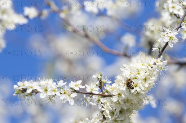 Honey bee collecting pollen from flowers. Spring nature. Bee collects nectar from the white flowers