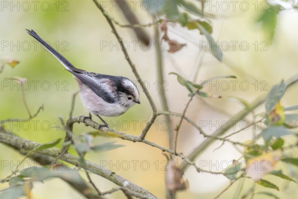 Long-tailed tit (Aegithalos caudatus) perched in a tree. Bas-Rhin, Collectivite europeenne d'Alsace, Grand Est, France, Europe