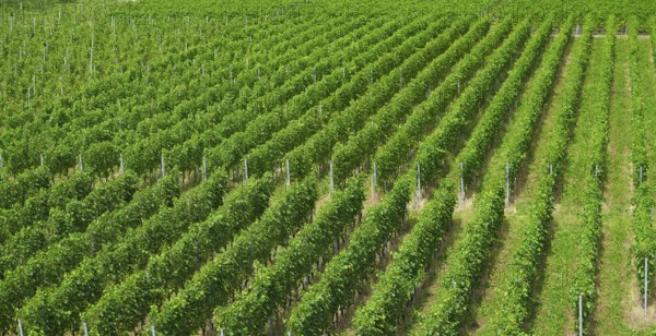 Aigle vineyard in Alps at Switzerland Swiss