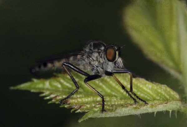 Neomochtherus geniculatus, robber fly, garden robber fly