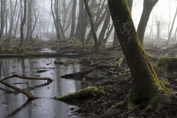 Quarry forest in Bavaria