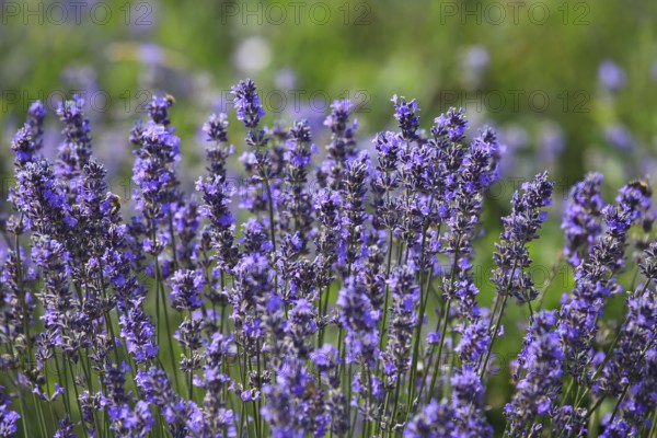 Close-up of lavender in bloom in a lush field. The lavender flowers are a rich purple colour and are close together. In the background, green plants and other lavender flowers can be seen out of focus. Bees are visible on some of the flowers, busily collecting nectar, which emphasises the importance of lavender for biodiversity and pollination