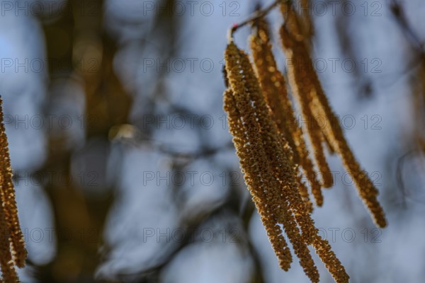 Close-up of golden-brown kittens against a blurred background, riparian forest at the Danube oxbow, Bogen, Lower Bavaria