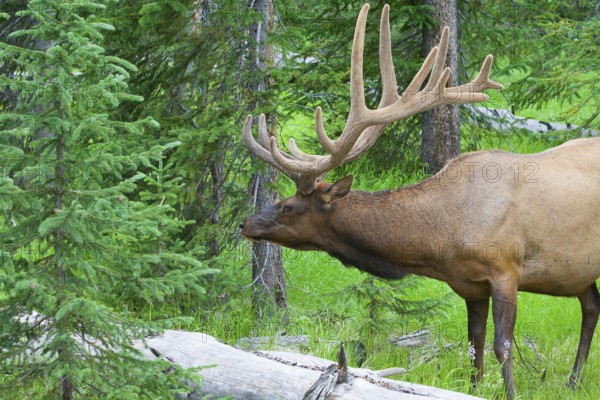 Large bull elk standing in a meadow in the woods in Yellowstone National Park