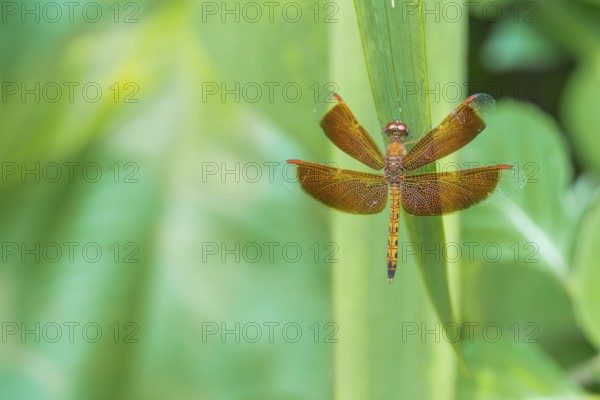 Red dragonfly on a green leaf
