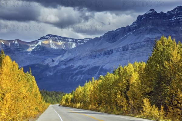 Bright yellow aspen and birch beside the road. Majestic mountains and glaciers on the background of cloudy sky. Canadian Rockies, Banff National Park in the autumn