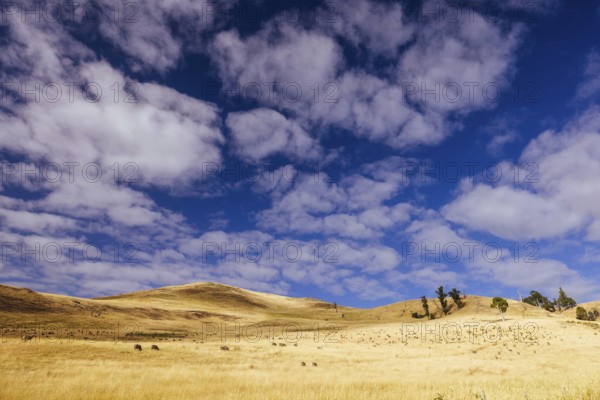Summer time landscape in the Central Plateau Conservation Area near Ouse in Tasmania, Australia, Central Highlands, Australia, Oceania