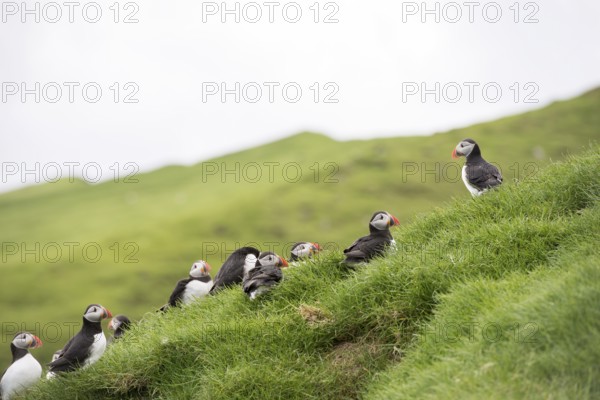 Atlantic puffins, Fratercula arctica sitting on grass on the Faroe Islands in front of its burrow, Mykines, Faroe Islands, Denmark, Europe