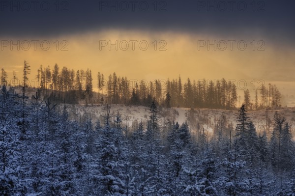 Snowy trees near Podbanske in winter with snow and fog at sunset in Slovakia