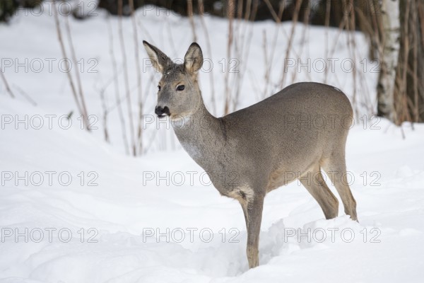 Wild roe deer in the snow. Capreolus capreolus