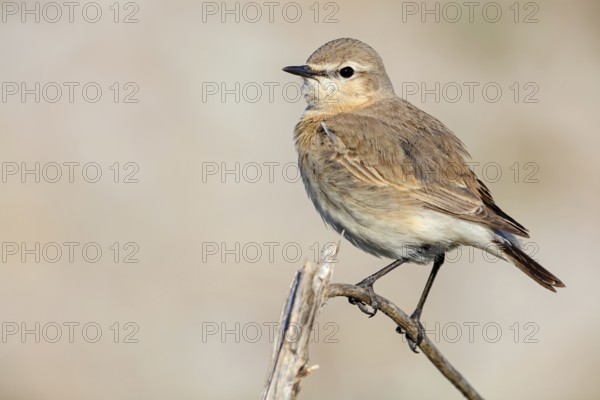Isabelline Wheatear, (Oenanthe isabellina), biotope, habitat, foraging, animals, birds, songbird, flycatcher family Salalah, Al Mughsyal, Muscat, Oman, Asia
