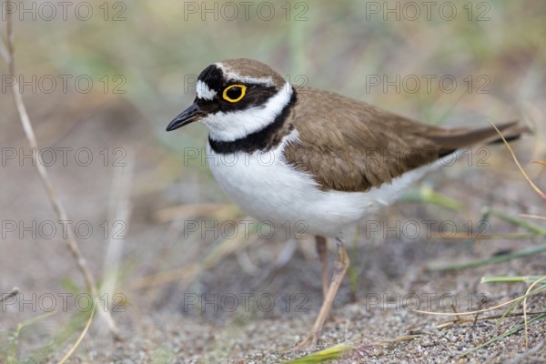 Little Ringed Plover, Little Ringed Plover, (Charadrius dubius), plover family, biotope, foraging, Lesbos, Lesbos Island, Greece, Europe