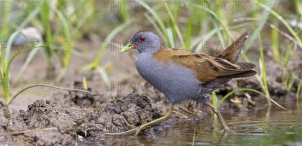 Little Crake, Little Crake, Small Crake, (Porzana parva), biotope, habitat, foraging, family of rails, waterfowl, waterbirds Lesvos, Greece, Europe