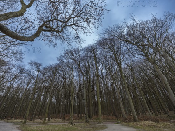 Trees in the ghostly forest on the cliffs facing the Baltic Sea, Nienhagen, Mecklenburg-Vorpommern, Germany, Europe