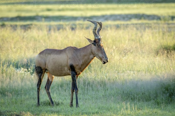 Red hartebeest standing in the grass