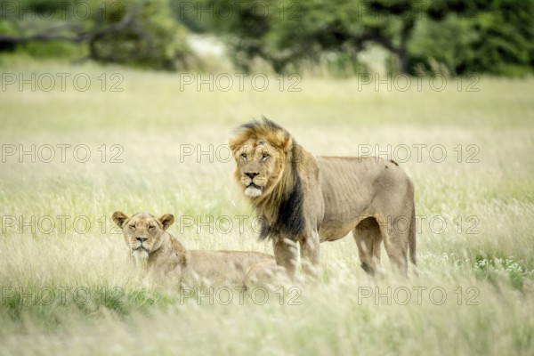 Lion mating couple in the grass in the Central Kalahari, Botswana, Africa