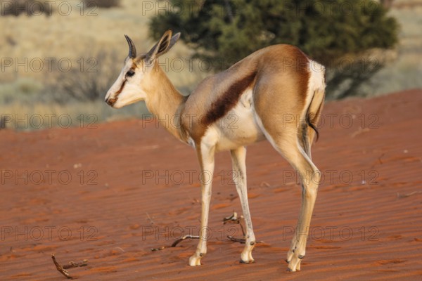 Springbok on the red dunes of the Kalahari desert, Namibia, Africa