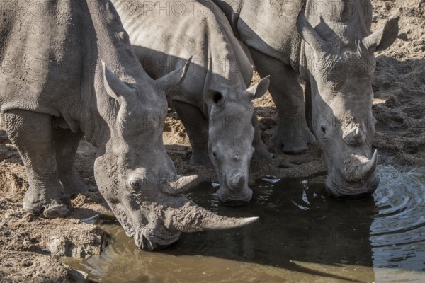 Three drinking White rhinos in the Kruger National Park, South Africa, Africa