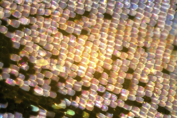 Peacock butterfly - wing scales (Inachis io)