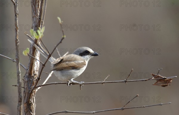 Red-backed shrike (Lanius collurio)