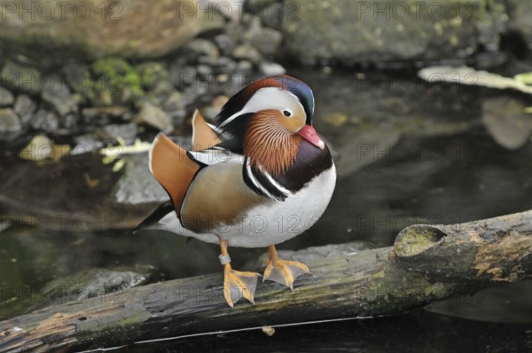 Mandarin duck (Aix galericulata)