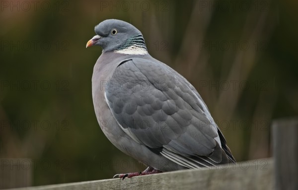 Wood pigeon (Columba palumbus)