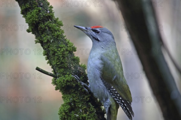 Grey-headed Woodpecker (Picus canus)