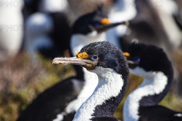 Imperial Cormorant (Leucocarbo atriceps)