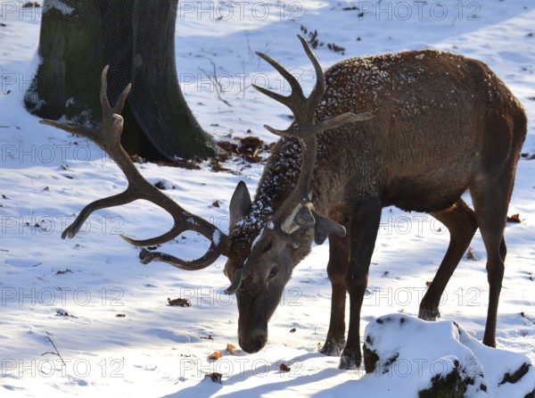 Red deer (cervus elaphus)