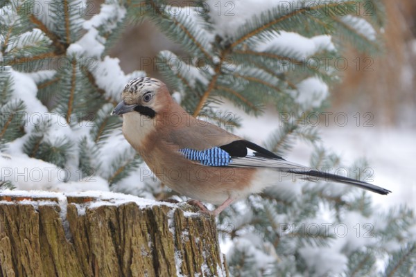 Eurasian jay (Garrulus glandarius)