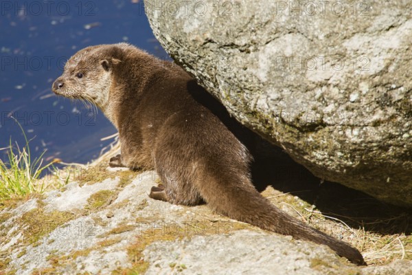 Otter (Lutra lutra)