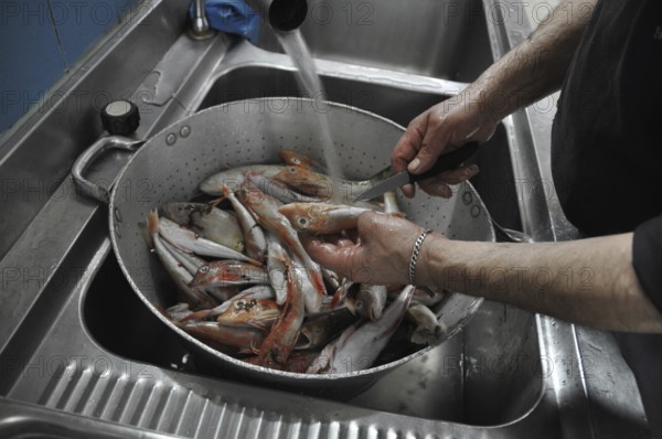 Fish being cleaned and washed in a colander under running water in a kitchen, Cooks and chefs prepare dinner with the typical Mediterranean Diet at a luxury resort in Sciacca, Sicily