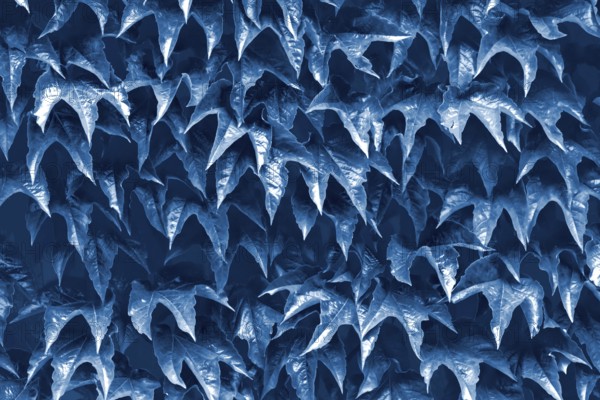 Natural leaves background Color of the year 2020 classic blue toned