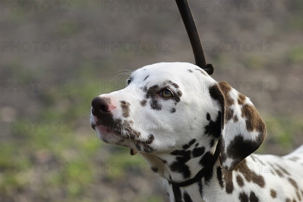 Dalmatian (canis lupus familiaris)