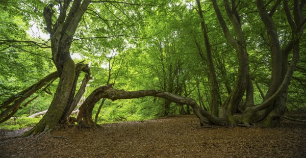 Bent beech (Fagus) that has grown into another tree, Sababurg primeval forest, Reinhardswald estate district, Hofgeismar, Hesse, Germany, Europe