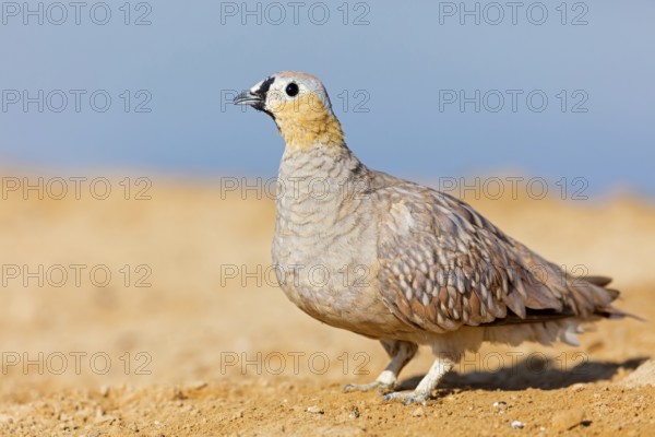 Crowned flying fowl, (Pterocles coronatus), North America, Middle East, family of flying fowl, chicken bird, Celias Waterhole, Ezuz, HaDarom, Israel, Asia