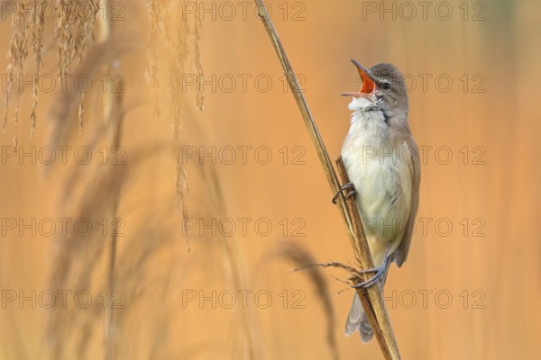 Reed warbler, (Acrocephalus arundinaceus), reedbed perch, biotope, habitat, animals, birds, songbird, reed warbler genus, Lobau, Vienna, Donaustadt, Vienna, Austria, Europe