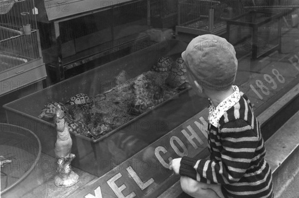 Stockholm 1954. A boy is fascinated by the turtles in the shop window of the Axel Cohn shop at Mäster Samuelsgatan 52. A shop that also sold caged birds and aquarium fish. Axel Cohn wrote the book Akvarieboken in 1929, a guide to the selection and care of aquarium fish. Birds fascinated the actually Danish citizen Axel Cohn, who already in the 1890s established his first pet shop in Klarakvarteren in Stockholm. Then he started selling canaries and other exotic birds, which was a novelty at the time. In the 1920s, wild-caught native birds were most commonly used as cage birds. Sweden. Kristoffersson ref Pärm 1-28