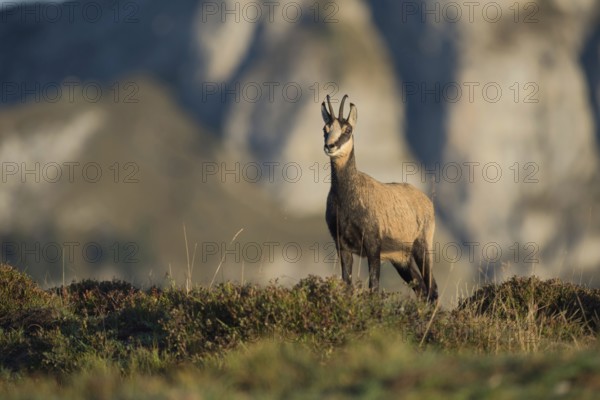 In the midst of the mountains... Chamois (Rupicapra rupicapra) in front of a steep rock face looking attentively at the camera in the Bernese Oberland in the Swiss Alps